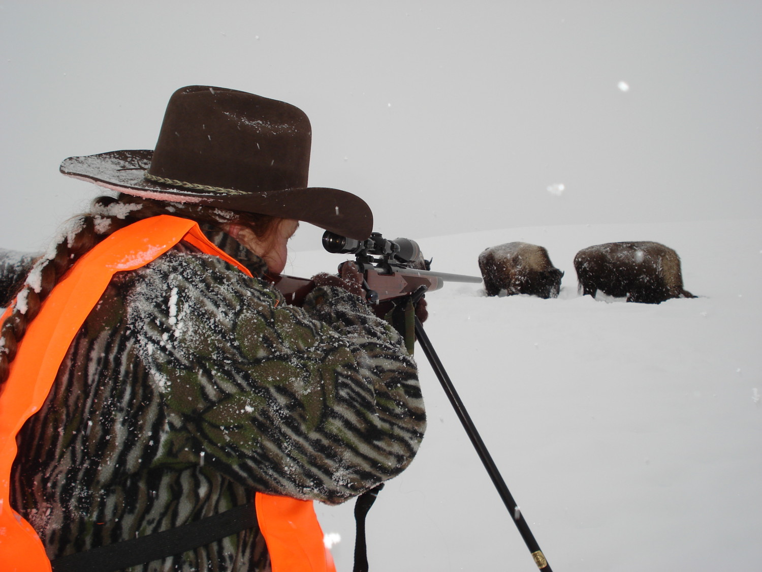 West Yellowstone Montana Buffalo Hunt